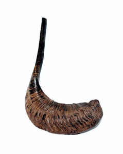 Cuerno de oveja Kudu natural grande Shofar Cuernos de ágata de oveja pulidos Cuernos de oveja reales Estilo religioso Hecho a mano en la India - Product Image 2