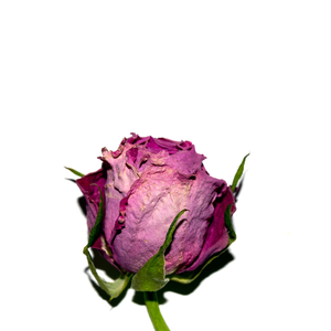 Flor de rosa roja seca de alta calidad | Para la industria del perfume - Product Image 6