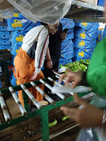Vietnam Verse Cavendish Banaan Groene Banaan Exportleveranciers Van Vietnam Blue Lotus Goedkope Prijs 2025