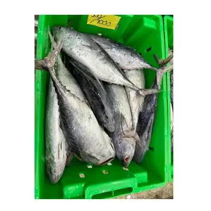 Harga grosir Skipjack Tuna | Frozen segar ikan Tuna stok tersedia untuk dijual