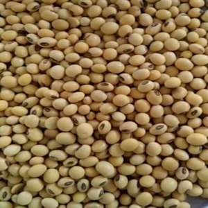 Soja con Alto Contenido de Aceite, 20% Mínimo de Rendimiento, Soja Amarilla Natural Seca al Sol, Venta al Por Mayor, Suministro Directo de Fábrica - Product Image 1