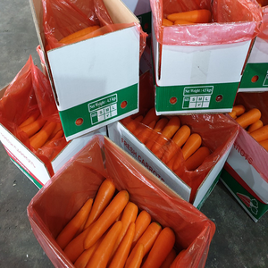 แครอทหั่นฝอย/หั่นสี่เหลี่ยมลูกเต๋าออร์แกนิกคุณภาพสูงส่งตรงจากเวียดนาม - Product Image 5