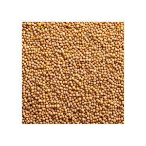 Grains de millet séchés entiers séchés de bonne qualité pour l'alimentation animale Millet séché de qualité alimentaire au prix de gros - Product Image 4