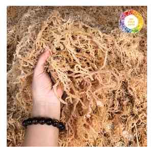 Proveedor vietnamita de algas secas Eucheuma Cottonii para compradores globales utilizadas en la producción de alimentos y el suministro de carragenina - Product Image 1