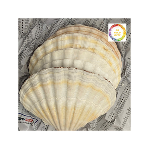 Coquilles de pétoncle naturelles du Vietnam magnifiquement nettoyées, parfaites pour la décoration intérieure, la fabrication de bougies ou l'artisanat de plage - Product Image 2