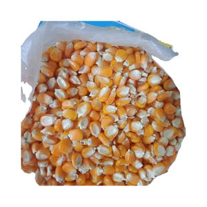 Maíz amarillo seco no GMO, maíz blanco para alimentación humana y Animal, asequible - Product Image 5