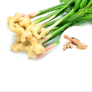 Polvo de extracto de jengibre seco puro de grado alimenticio Suplemento de hierbas naturales con bolsa de variedad de cítricos Extracto de planta de embalaje - Product Image 4