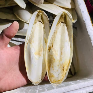 HUESOS SEPIA SECOS SUMINISTRO AL POR MAYOR A PRECIO DIRECTO DE FABRICA - Product Image 6