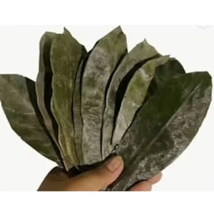 Venta al por mayor de hojas secas de Guanábana con precio bajo y alta calidad con embalaje OEM - Product Image 2