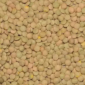 Europe Standard Lentils Low Price Producer