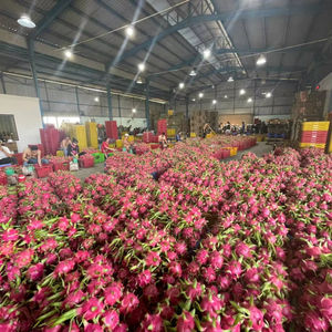 Premium <b>White</b> Flesh Dragon Fruit from Vietnam Fresh Sweet and Juicy Long <b>Shelf</b> Life Export Ready - Product Image 1