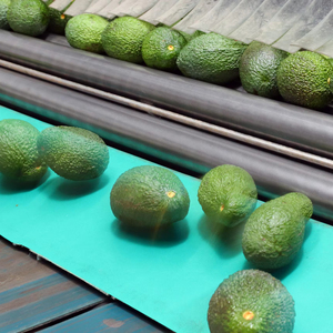 Frozen <b>Avocado</b> Vietnam Premium IQF Ripe <b>Avocado</b> Chunks Perfect for Smoothies Desserts and Culinary Creations Export - Product Image 1