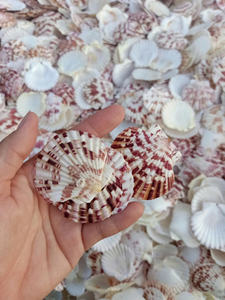 Conchas de festoneado decorativas al por mayor para vajilla, spa y diseño de Resort - Product Image 4