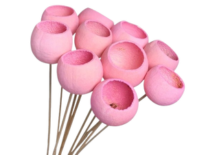 Bell <b>Cup</b> Natural Dried on Sticks Christmas Decorative Home Decorative Item with Different Size and Color - Product Image 6