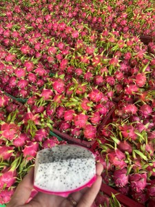 Fruta del Dragón de Vietnam Premium – Alta Calidad, Fresca de Granja, la Mejor Opción para Venta Minorista en India - Product Image 3