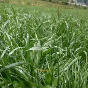 Graine de widgeongrass biologique séchée style pour l'agriculture et l'alimentation utilisation traitement brut culture - Product Image 2