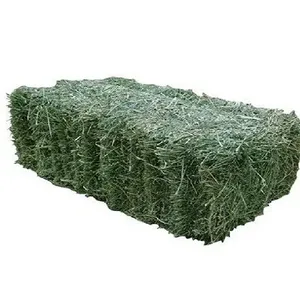 Organic Alfalfa Grass Hay And Alfalfa Hay Pellets, Perfect For Animal Feed Best Animal Feeding Supplier