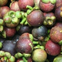 Biologische, vers geoogste Thaise mangosteen – rijk, sappig, zoet van smaak & hoog antioxidantgehalte, merk Khey Taladthai, kwaliteit A