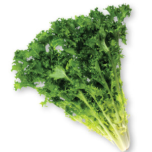 Chicorée d'endives la plus vendue: grossiste en gros d'espèces de légumes à feuilles amères similaires de qualité supérieure - Product Image 6