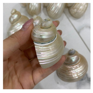 Turbo Burgess Seashells 4-6 cm al por mayor conchas de océano naturales pulidas para manualidades DIY, joyería y decoración de interiores - Product Image 2