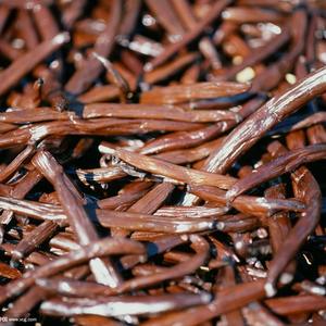 Vanilles noires séchées de Madagascar en gros pour la vente - Product Image 4