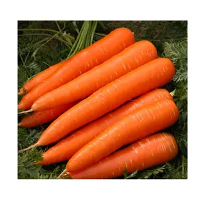 Prix du fournisseur d'usine de carottes fraîches de haute qualité Carotte fraîche biologique pour la vente en gros de carottes fraîches à partir de données 99 Gold