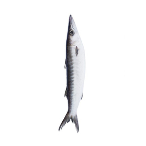 Pescado Barracuda congelado ofrecido a precio de descuento para mercados mayoristas y de exportación - Product Image 6