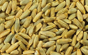 Graines de seigle séchées naturelles, grains de seigle entiers, approvisionnement en vrac biologique pour la mouture, la boulangerie, la brasserie et l'alimentation animale, à vendre - Product Image 6