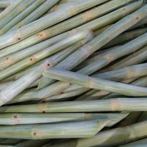 CANNE À SUCRE LONGUE CONGELÉE AVEC LE MEILLEUR PRIX ÉCHANTILLON GRATUIT MEILLEUR VENDEUR AKINA - Product Image 1