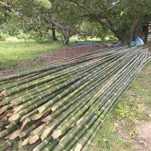 Pôles de bambou robustes et de grande taille, séchés au four, traités pour la construction de matériaux de construction, sur mesure - Product Image 1