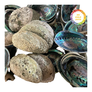 Concha de Abulón Rosa, Material Natural de Nácar para Incrustaciones de Joyería Artesanal y Diseño Artístico - Product Image 1