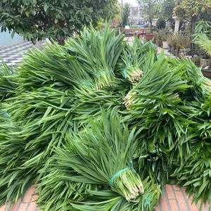 Feuilles de Pandan Surgelées IQF du Vietnam Qualité Fraîche Naturelle Fournisseur d'Exportation/Bon Prix Premium - Product Image 1