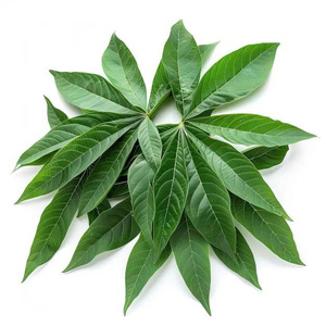 มันสำปะหลังแช่แข็งใบมันสำปะหลังสินค้าขายส่งคุณภาพพรีเมี่ยมสินค้าขายส่งส่งออกผักธรรมชาติ - Product Image 2