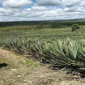 เส้นใยป่านศรนารายณ์ธรรมชาติสดสำหรับใช้งานในอุตสาหกรรมและสารหน่วงไฟแบบปั่นในราคาที่ฟาร์ม - Product Image 3