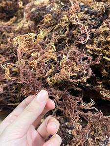 สาหร่ายมอสคุณภาพสูง สีขาว/ทอง/ม่วง ยูเชียม่า คอตตอนนี จากซัพพลายเออร์เวียดนาม - Product Image 2