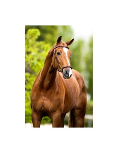 Brida de doma caballo con ajuste cómodo Brida de caballo rosa con hebilla de latón macizo Logotipo personalizado Aceptado a precio directo de mercado OEM - Product Image 5