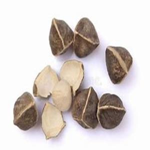 Reprise de graines de Moringa Oleifera bio pour des bienfaits médicinaux et sanitaires industriels et cosmétiques aux prix du marché - Product Image 5