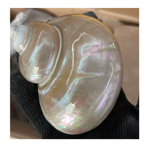 Concha blanca y verde de 99 Gold Data Vietnam para decoración del hogar y proyectos de arte con concha - Product Image 3