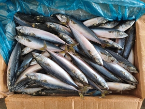 Ken037 Chất Lượng Cao Đông Lạnh Thái Bình Dương Cá Thu W/R Cá Biển Đông Lạnh - Product Image 2