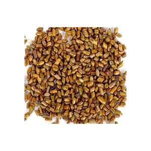 Fabricant Fournisseur International Wild Cassia Tora 100% Natural Pure & Clean Graines biologiques de qualité optimale avec quantité minimale de commande acceptées - Product Image 1