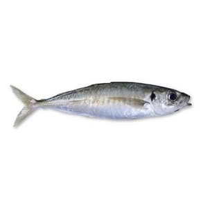 Pescado Entero Congelado de Calidad de Exportación, Proveedor al por Mayor - Product Image 2