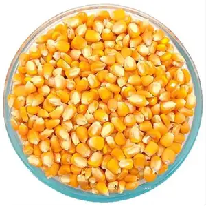 ข้าวโพดแห้งสีเหลืองไม่เหนียวสำหรับอาหารสัตว์/สัตว์ปีก/โค 25 กก. - Product Image 1