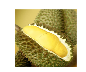 Durian Fresco de Calidad de Exportación Directamente de las Granjas de Vietnam - Pulpa de Durian para Negocios de Alimentos y Bebidas al por Mayor - Product Image 3