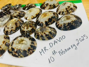 ส่งออกเปลือก limpet และเปลือกหอย Limpet: รับประกันคุณภาพ | สอบถามเกี่ยวกับเปลือกหอยเลี้ยงลูกด้วยนม - Product Image 4