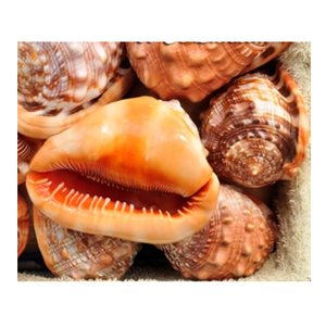 เวียดนามหมวกกันน็อกสีแดง/Cypraecassis Rufa เปลือกหอย - Product Image 1