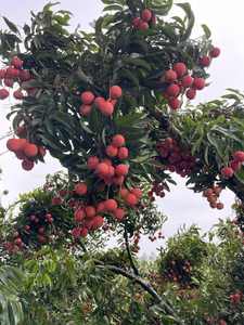 ลิ้นจี่แช่แข็งจากเวียดนาม | ปอกเปลือกและทิ้ง | ขายส่ง - Product Image 5