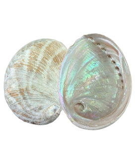 Coquille d'ormeau du Vietnam de haute qualité, imperméable, polie, forme naturelle, souvenir, décoration, prix bon marché, vente en gros, stock disponible - Product Image 2