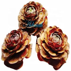 雪松玫瑰天然采摘自然的趣味和纹理到花卉展示或干燥的插花木雪松
