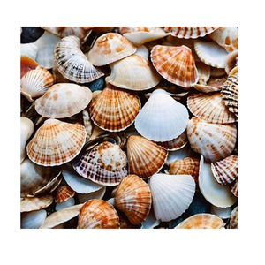 Polished Limpet Shell Drinking Vessel Real Shell Goblet for Coastal Home <b>Decor</b> and <b>Tropical</b> <b>Party</b> Themes - Product Image 1