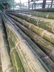 Poteau de bambou-canne à piquet en bambou naturel sec et droit pour la fabrication de clôtures ou de constructions en bambou - Product Image 5